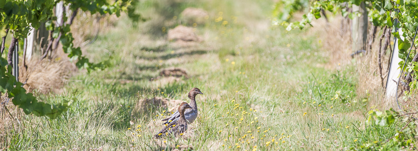 Bird  roaming at Paramoor Wines vineyard